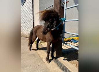 Ponis Shetland, Semental, 3 años, 86 cm, Castaño oscuro