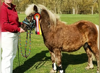 Ponis Shetland, Semental, 3 años, 98 cm