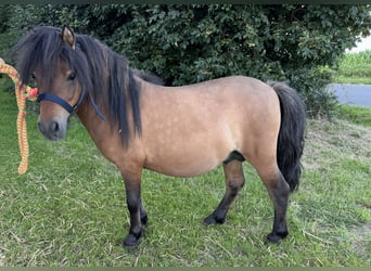 Ponis Shetland, Semental, 3 años, Buckskin/Bayo