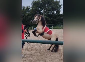 Ponis Shetland, Semental, 4 años, 100 cm, Buckskin/Bayo