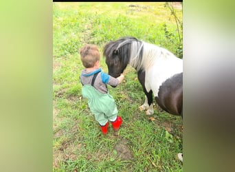 Ponis Shetland, Semental, 4 años, 100 cm, Pío