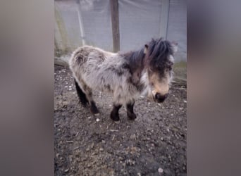 Ponis Shetland, Semental, 4 años, 106 cm, Buckskin/Bayo