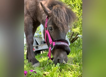 Ponis Shetland Mestizo, Semental, 4 años, 115 cm, Morcillo