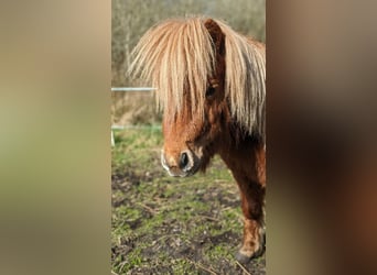 Ponis Shetland, Semental, 4 años, 70 cm, Alazán