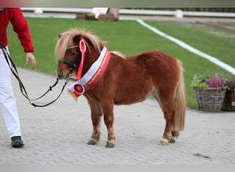 Ponis Shetland, Semental, 4 años, 80 cm, Alazán