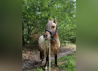 Ponis Shetland, Semental, 4 años, 80 cm, Atigrado/Moteado