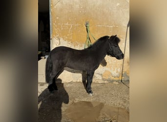 Ponis Shetland, Semental, 4 años, 80 cm