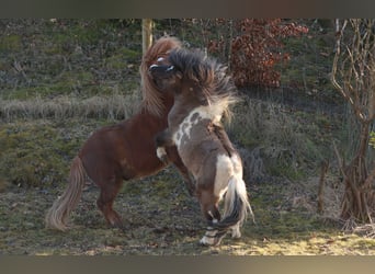 Ponis Shetland, Semental, 4 años, 95 cm, Tobiano-todas las-capas