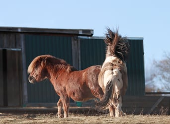 Ponis Shetland, Semental, 4 años, 95 cm, Tobiano-todas las-capas