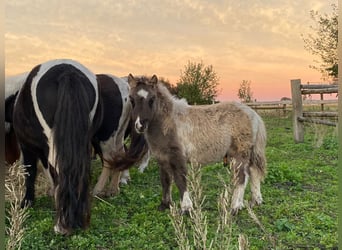 Ponis Shetland, Semental, 4 años, 95 cm, Tobiano-todas las-capas