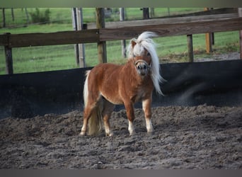 Ponis Shetland, Semental, 4 años