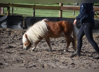 Ponis Shetland, Semental, 4 años