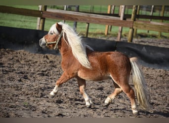 Ponis Shetland, Semental, 4 años