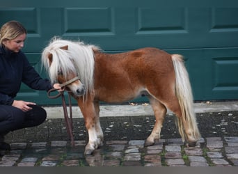 Ponis Shetland, Semental, 4 años
