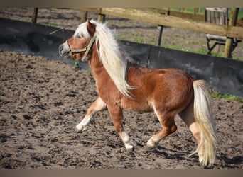 Ponis Shetland, Semental, 4 años