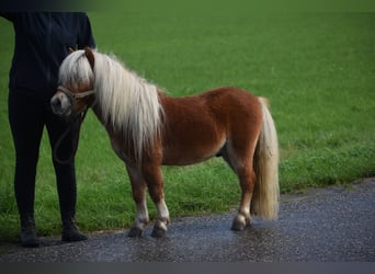 Ponis Shetland, Semental, 4 años