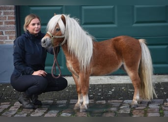 Ponis Shetland, Semental, 4 años