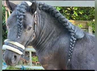 Ponis Shetland, Semental, 4 años, Negro