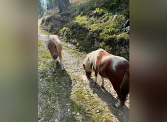 Ponis Shetland, Semental, 5 años, 84 cm