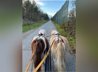 Ponis Shetland, Semental, 5 años, 84 cm