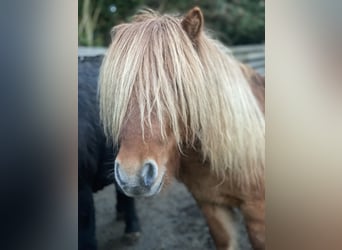 Ponis Shetland, Semental, 5 años, 90 cm, Bayo