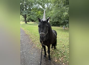 Ponis Shetland, Semental, 5 años, 98 cm, Negro