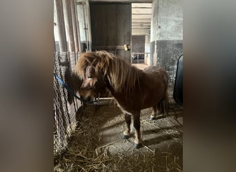 Ponis Shetland Mestizo, Semental, 5 años, Alazán-tostado
