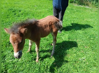 Ponis Shetland, Semental, 6 años, 100 cm, Alazán