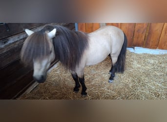 Ponis Shetland, Semental, 6 años, 100 cm, Buckskin/Bayo