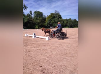 Ponis Shetland, Semental, 6 años, 106 cm, Alazán