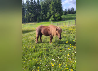 Ponis Shetland, Semental, 6 años, 106 cm, Alazán