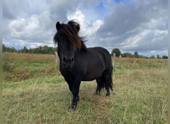 Ponis Shetland, Semental, 6 años, 110 cm, Negro