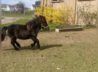 Ponis Shetland, Semental, 6 años, 70 cm, Negro