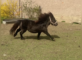 Ponis Shetland, Semental, 6 años, 70 cm, Negro