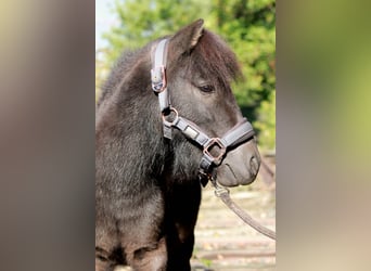 Ponis Shetland, Semental, 6 años, 91 cm, Negro