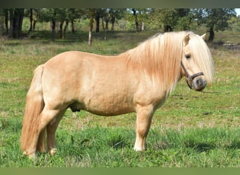 Ponis Shetland, Semental, 7 años, 107 cm, Dunalino (Cervuno x Palomino)