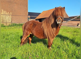 Ponis Shetland, Semental, 7 años, 85 cm, Alazán