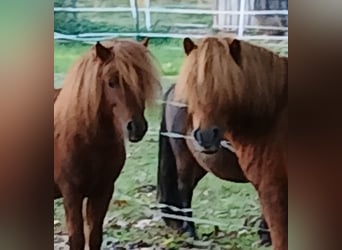 Ponis Shetland, Semental, 7 años, 95 cm, Alazán