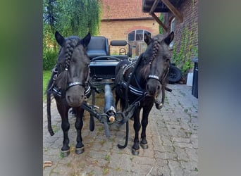 Ponis Shetland, Semental, 7 años, 97 cm, Negro