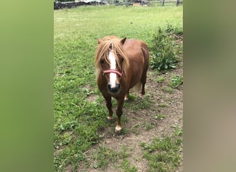 Ponis Shetland Mestizo, Semental, 8 años, 105 cm, Alazán