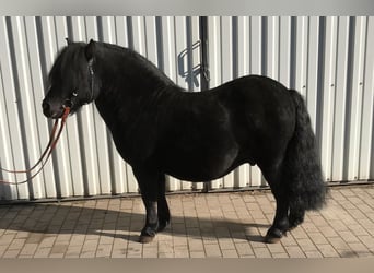 Ponis Shetland, Semental, 8 años, 105 cm, Negro
