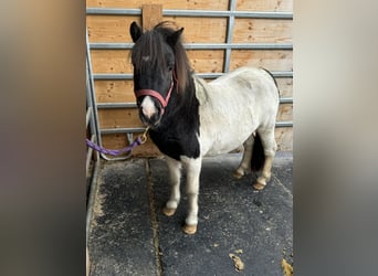 Ponis Shetland, Semental, 8 años, 105 cm, Pío