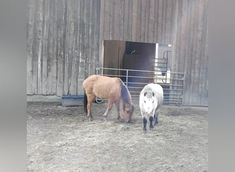 Ponis Shetland, Semental, 9 años, 95 cm, Porcelana