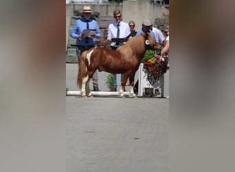 Ponis Shetland, Semental, 7 años, 106 cm, Alazán