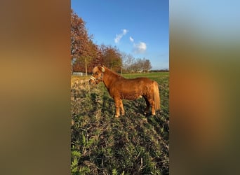 Ponis Shetland, Semental, 23 años, 100 cm, Alazán