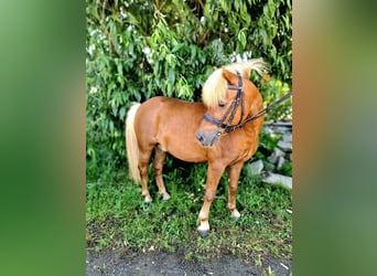 Ponis Shetland, Semental, 23 años, 100 cm, Alazán