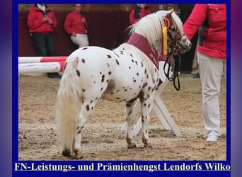 Ponis Shetland, Semental, 7 años, 103 cm, Atigrado/Moteado