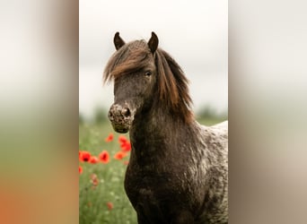 Ponis Shetland, Semental, 5 años, 108 cm, Atigrado/Moteado