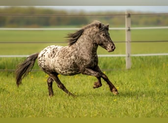 Ponis Shetland, Semental, 5 años, 108 cm, Atigrado/Moteado