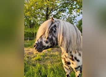 Ponis Shetland, Semental, 16 años, 105 cm, Atigrado/Moteado